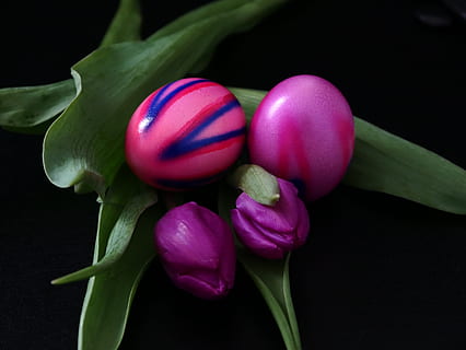 Paști, oua de Paste, colorat, ou, primăvară, temă easter, lalele, Violet, prospeţime, floare, planta cu flori, plantă, a închide, petală, vulnerabilitate, fragilitate, frumusețe în natură, mancare si bautura, alimente, nici o persoana, Culoarea verde, studio shot, parte a plantelor, frunze, culoarea roz, inflorescenţă, creştere, natură, cap de floare, Fundal negru, 4K, CC0, domeniu public, fără drepturi de autor