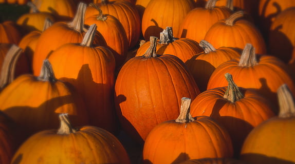 squash, farve, græskar, efterår, dekoration, halloween, orange, farverig, have, landbrug, sæson-, mad og drikke, mad, orange farve, grøntsag, stor gruppe af objekter, friskhed, sund kost, ingen mennesker, fest, overflod, velvære, til salg, marked, natur, tæt på, gruppe af objekter, moden, 5K, CC0, offentligt domæne, royaltyfrie