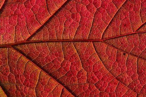 rotes Blatt, Blatt, Pflanze, Venen, Teppich, Muster, rot, Hintergrund, Tapete, Textur, Ahornblatt, Baum, Ahorn, Becken, Turm, die Architektur, Gebäude, Tabak, lila, Herz, Tröpfchen, Hintergründe, Blattvene, Vollbild, texturiert, keine Leute, Nahansicht, Pflanzenteil, natürliches Muster, extreme Nahaufnahme, orange Farbe, Herbst, Makro, Rau, braun, Veränderung, drinnen, Leder, natürlicher Zustand, 5K, CC0, gemeinfrei, lizenzfrei