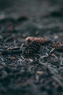 brun fyrkegle, jord, plante, Plön, deutschland, træ, natur, korn, grøntsag, mad, fremstille, nåletræ, gran, abies, frø, krybdyr, firben, dyr, fotografering, Foto, selektiv fokusering, tæt på, ingen mennesker, Mark, dag, tør, grankogle, udendørs, Brun, faldende, overflade niveau, ro, plante del, skønhed i naturen, træ - materiale, mad og drikke, tørret, 5K, CC0, offentligt domæne, royaltyfrie