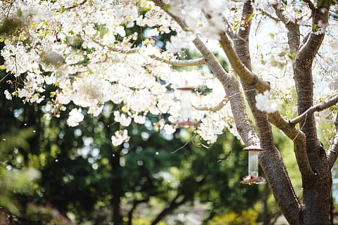 arbre blanc, planta, flor, flor de cirerer, animal, arbre, mamífer, pètal, menjar, produir, vida salvatge, koala, aster, pol·len, fruita, cirera, antera, primavera, gerro, jar, creixement, bellesa a la natura, branca, naturalesa, centrar-se en primer pla, dia, fragilitat, cap gent, frescor, planta amb flors, vulnerabilitat, a l'aire lliure, llum solar, primer pla, vista d’angle baix, cap de flor, cirerer, 5K, CC0, domini públic, lliure de regalies