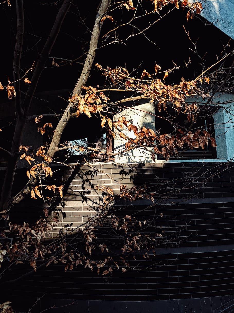 planta, arbre, edifici, full, sol, primavera, assolellat, ombres, interior, parc, dia, mobles, sofà, campanar, fletxa, torre, arquitectura, escala, habitatge, barana, cap gent, naturalesa, estructura construïda, abandonat, a l'aire lliure, llum solar, exterior de l'edifici, part de la planta, vista d’angle alt, obsoleta, primer pla, metall, sec, arruïnat, demolida, 4K