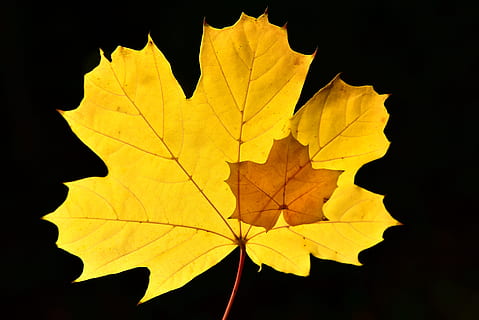 ahorn, blad, efterår, ahorn blad, gul, rød, blade, falde blade, faldfarve, sæson, sæsoner, humør, lyse, tæt på, farve, lille, stor, beskyttelse, plante del, natur, lave om, bladvenen, ingen mennesker, sort baggrund, udendørs, plante, træ, studio skud, skønhed i naturen, naturligt mønster, ahorntræ, afdeling, skrøbelighed, naturlig tilstand, 5K, CC0, offentligt domæne, royaltyfrie