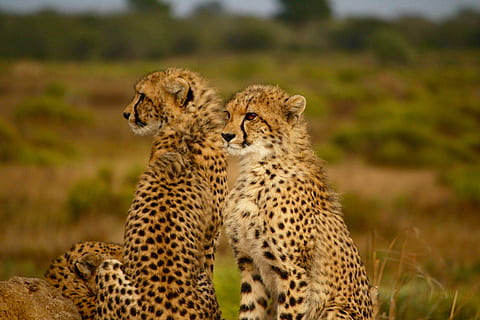 selectief, fotografie, twee, cheeta, groep dieren, dierlijke thema's, dierenleven, dier, zoogdier, kat, katachtig, dieren in het wild, twee dieren, cheetah, grote kat, jong dier, safari, gevlekt, geen mensen, saamhorigheid, gras, dierlijke familie, dag, ongetemde kat, 4K, CC0, publiek domein, royaltyvrij