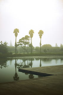 arbres de coco, naturalesa, a l'aire lliure, aigua, terra, planta, vegetació, arbre, Sud-Àfrica, parc de patins de la platja de reis, Palmera, estany, temps, bosc, paisatge, boira del matí, port elizabeth, boira, reflexió, llac, cel, tranquil·litat, bellesa a la natura, escena tranquil·la, escenics - natura, cap gent, dia, escena no urbana, creixement, idíl·lic, cel clar, parc, 4K, CC0, domini públic, lliure de regalies