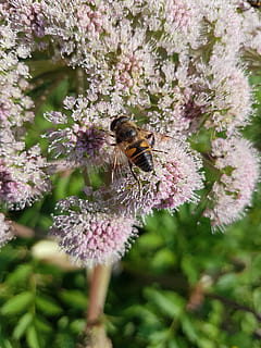 Hoverfly, tåge, flyvende insekt, insekt, Syrphidae, flyve, Diptera, bestøvning, pollen, kvan, sommer, blomstrende plante, blomst, plante, skønhed i naturen, et dyr, dyr, skrøbelighed, friskhed, vækst, dyr i naturen, tæt på, hvirvelløse, sårbarhed, dyre temaer, dyreliv, bi, blomsterhoved, dag, ingen mennesker, udendørs, forår, lilla, humlebi, 4K, CC0, offentligt domæne, royaltyfrie