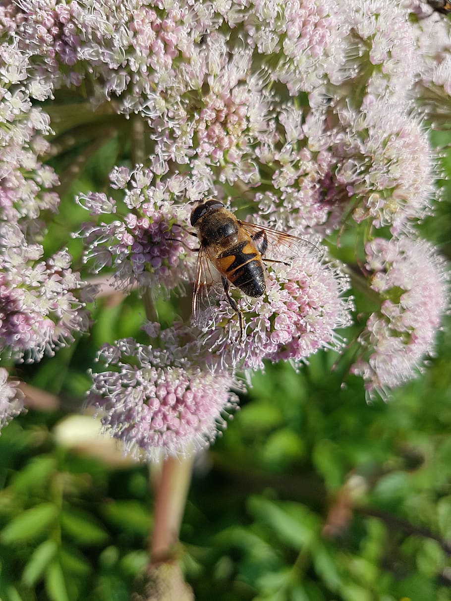 hoverfly, abella de boira, insecte de vol, insecte, sirifus, volar, dípters, polinització, pol·len, angelica, estiu, planta amb flors, flor, planta, bellesa a la natura, un animal, animal, fragilitat, frescor, creixement, animals a la natura, primer pla, invertebrat, vulnerabilitat, temes d'animals, fauna animal, abella, cap de flor, dia, cap gent, a l'aire lliure, primavera, porpra, Abellot, 4K