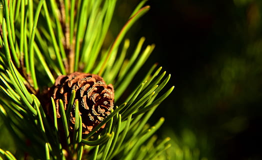 tik, pijnboom, natuur, boom, tak, naaldboom, naalden, fabriek, herfst, dennenappels, grenen kas, groen, zonsopkomst, Morgenstimmung, groei, groene kleur, schoonheid in de natuur, detailopname, dennenappel, focus op de voorgrond, Pinaceae, geen mensen, dennenboom, dag, kalmte, versheid, blad, buitenshuis, zonlicht, deel van de plant, naald - plantdeel, 5K, CC0, publiek domein, royaltyvrij