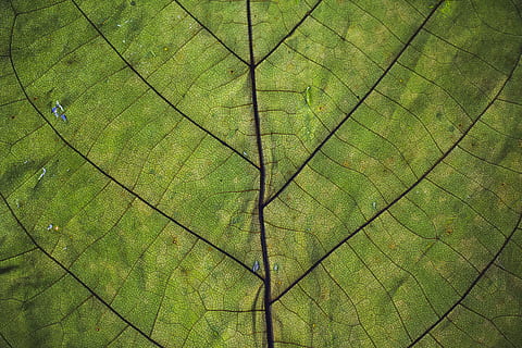 fotografie de aproape, verde, frunze, a închide, creştere, model, textură, nervură, fundaluri, cadru complet, Culoarea verde, nici o persoana, texturată, plantă, parte a plantelor, natură, vena frunzelor, zi, modelul natural, frumusețe în natură, în aer liber, copac, macro, direct deasupra, 5K, CC0, domeniu public, fără drepturi de autor