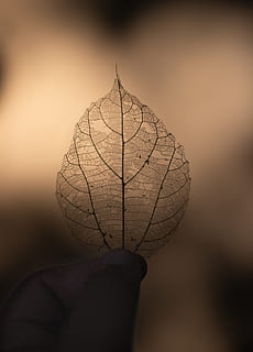 asciutto, foglia, fotografia a fuoco, retroilluminato, macro, silhouette, parte del corpo umano, una persona, mano umana, detenzione, avvicinamento, mano, natura, pianta, concentrarsi sulle conoscenze acquisite, dito, parte del corpo, dito umano, all'aperto, persona irriconoscibile, albero, frutta, vena fogliare, 5K, CC0, dominio pubblico, privo di copyright