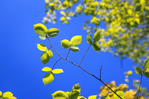 , le foglie, foglia, foglie, di stagione, estate, blu, molti, foresta, stagione, flora, colori, rami, natura, primavera, cielo, pianta, bellezza nella natura, pianta fiorita, fiore, crescita, giallo, freschezza, albero, parte vegetale, ramo, nessuno, Inquadratura dal basso, fragilità, all'aperto, concentrarsi sulle conoscenze acquisite, giorno, testa di fiore, 2K, CC0, dominio pubblico, privo di copyright