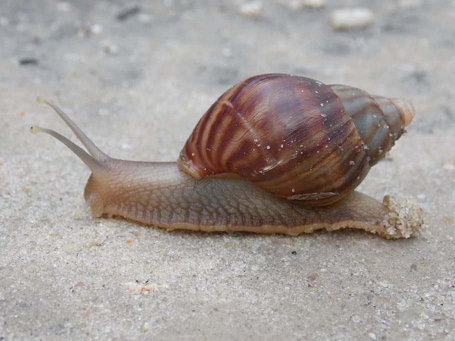 hlemýžď, zpomalit, shell, zvíře, zvířat, jednoho zvířete, měkkýš, plži, zvířata ve volné přírodě, bezobratlý, zvířecí shell, detail, Příroda, zvířecí anténa, nikdo, den, přistát, část těla zvířete, nuda, sliznatý, plazení, námořní, 4K
