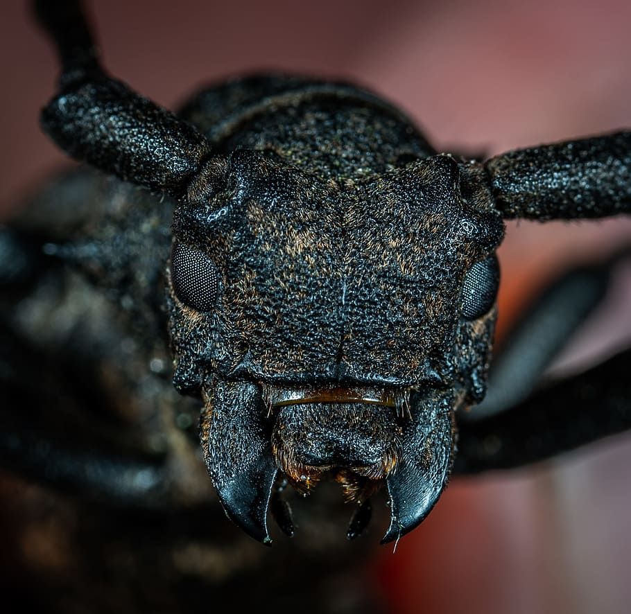 formiga negra, error, insecte, macro, bokeh, borrós, cara, animal, naturalesa, vida salvatge, primer pla, escarabat, color negre, carnívor, morrut, animals a la natura, gran, invertebrat, 1080P