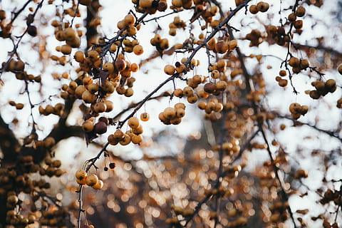 floare de copac, plantă, legume și fructe, alimente, fruct, curmal japonez, vegetal, cereale, sămânță, botanischer garten, Germania, natură, botanicals, plante, autum, Munchen, copac, albină, animal, nevertebrat, să se concentreze asupra primelor elemente, creştere, frumusețe în natură, nici o persoana, zi, ramură, a închide, liniște, în aer liber, fragilitate, uscat, mancare si bautura, iarnă, crenguţă, 5K, CC0, domeniu public, fără drepturi de autor