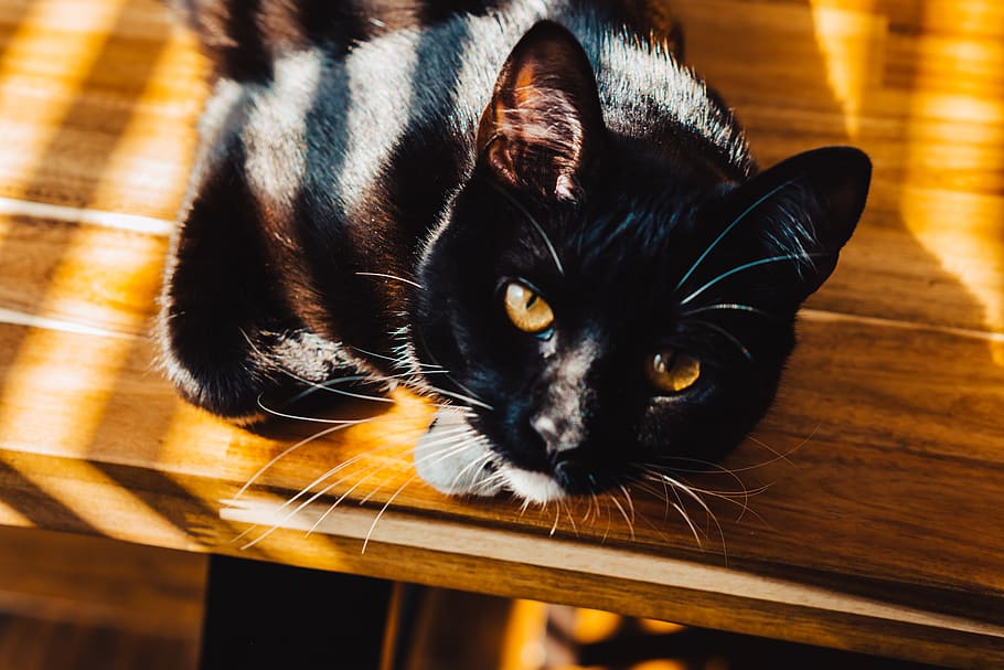 sort, kat, bord, kæledyr, dyr, pattedyr, træ, sort kat, øjne, gul, hårdttræ, Manx, krydsfiner, killing, Abyssinian, arachnid, edderkop, have edderkopper, insekt, hvirvelløse, dyreliv, indenlandske, husdyr, dyre temaer, indenlandske kat, feline, et dyr, hvirveldyr, træ - materiale, portræt, bakkenbart, sort farve, indendørs, tæt på, ingen mennesker, høj vinkel visning, kigger på kameraet, gulve, gule øjne, dyr hoved, dyr øje, 2K