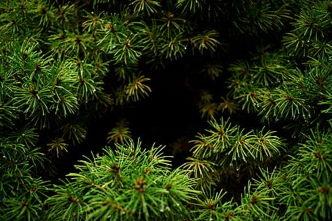 árboles de hojas verdes, planta, conífera, árbol, flora, abeto, abies, alerce, tejo, picea, musgo, verde, color verde, crecimiento, belleza en la naturaleza, tranquilidad, naturaleza, nadie, rama, de cerca, día, hoja, agua, parte de la planta, al aire libre, Pino, centrarse en primer plano, árbol conífero, frescura, aguja - parte de la planta, puntiagudo, 5K, CC0, dominio público, libre de derechos