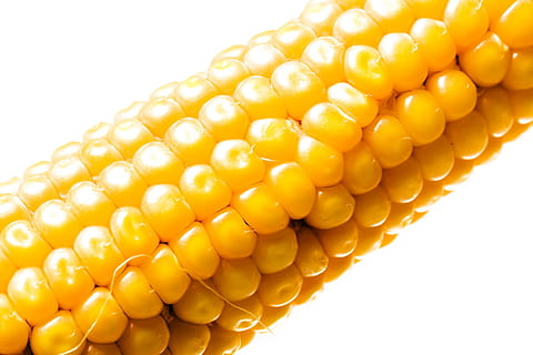 corn, closeup, isolated, grain, vegetarian, produce, ripe, natural, vibrant, delicious, agriculture, whole, green, white, sweet, organic, yellow, silk, leaf, crop, corncob, summer, maize, farm, husk, cob, meals, vegetable, sweetcorn, macro, eat, popcorn, healthy, gold, colorful, nutritious, kernels, ingredient, golden, fruit, background, fresh, nutrition, health, single, detail, harvest, food, food and drink, healthy eating, wellbeing, white background, studio shot, corn on the cob, freshness, cut out, corn - crop, close-up, raw food, indoors, no people, cereal plant, snack, vegetarian food, 1080P, CC0, public domain, royalty free