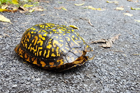 turtle, crossing, road., terrapin, terrapin turtle, turtle shell, tortoise, turtle pictures, turtle images, pictures of terrapins, terrapin images, animal, animal themes, one animal, animal wildlife, animals in the wild, reptile, vertebrate, day, no people, yellow, shell, close-up, nature, road, animal shell, high angle view, zoology, outdoors, tortoise shell, 1080P