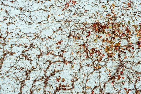wall, vines, tree, plant, no people, backgrounds, full frame, branch, low angle view, nature, day, beauty in nature, growth, white color, sky, outdoors, flowering plant, flower, pattern, tranquility, freshness, close-up, cherry blossom, cherry tree, 1080P, CC0, public domain, royalty free