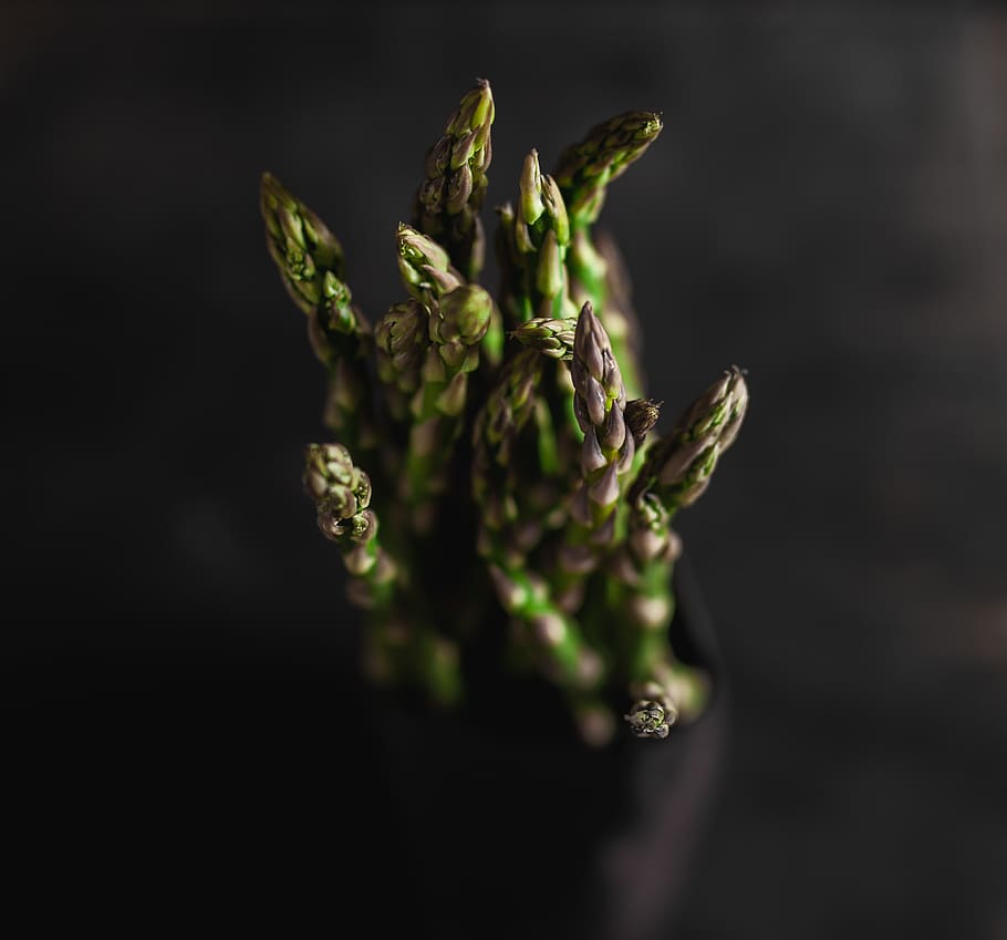 verdures verdes, planta, menjar, vegetals, espàrrecs, animal, abella, insecte, mel d'abella, invertebrat, pinya, fruita, produir, carxofa, culinari, col, arbre, curry, patata, bistec, frescor, tir de l'estudi, enfocament selectiu, creixement, menjar i beguda, primer pla, cap gent, bellesa a la natura, color verd, flor, alimentació saludable, naturalesa, fons negre, vulnerabilitat, fragilitat, a l'interior, 2K