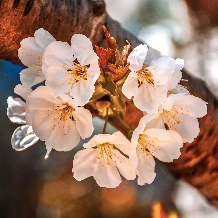 træ, afdeling, bark, lemmer, blomster, hvid, flora, natur, forår, løv, plante, have, makro, botanisk, tæt på, blomstrende plante, blomst, skrøbelighed, sårbarhed, skønhed i naturen, friskhed, kronblad, vækst, pollen, blomsterstand, blomsterhoved, blomstre, fokus på forgrunden, støvdrager, dag, hvid farve, kirsebær blomst, ingen mennesker, udendørs, Kirsebærtræ, 2K