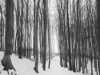 photo, bare, trees, winter, branches, cold, environment, forest, zing, frost, frosty, frozen, landscape, nature, season, snow, snowstorm, snowy, tree trunks, trunks, woods, cold temperature, tree, plant, land, tranquility, tranquil scene, beauty in nature, covering, trunk, woodland, tree trunk, scenics - nature, day, no people, outdoors, icicle, 5K, CC0, public domain, royalty free