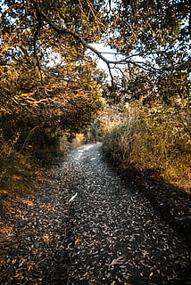 Weg zwischen Büschen, Pflanze, Baum, der Weg nach vorn, Richtung, Natur, keine Leute, Straße, Ruhe, Land, Herbst, Wachstum, Schönheit in der Natur, Veränderung, Tag, Wald, Pflanzenteil, ruhige Szene, Transport, Blatt, Fußweg, draußen, abnehmende Perspektive, Weg, Blätter, 5K, CC0, gemeinfrei, lizenzfrei