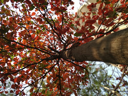 Baum, Pflanze, Blatt, Ahorn, Pune, Indien, f2 hari, Vogel, Tier, Farben, Jahreszeit, Natur, Baumstamm, Ahornblatt, Säugetier, Tierwelt, Hirsch, wirbellos, Cricket-Insekt, Insekt, Ast, Wachstum, Flachwinkelansicht, Herbst, Tag, Schönheit in der Natur, Kofferraum, keine Leute, Veränderung, draußen, Nahansicht, Pflanzenteil, Ruhe, Himmel, Blume, direkt darunter, Baumkrone, 5K, CC0, gemeinfrei, lizenzfrei