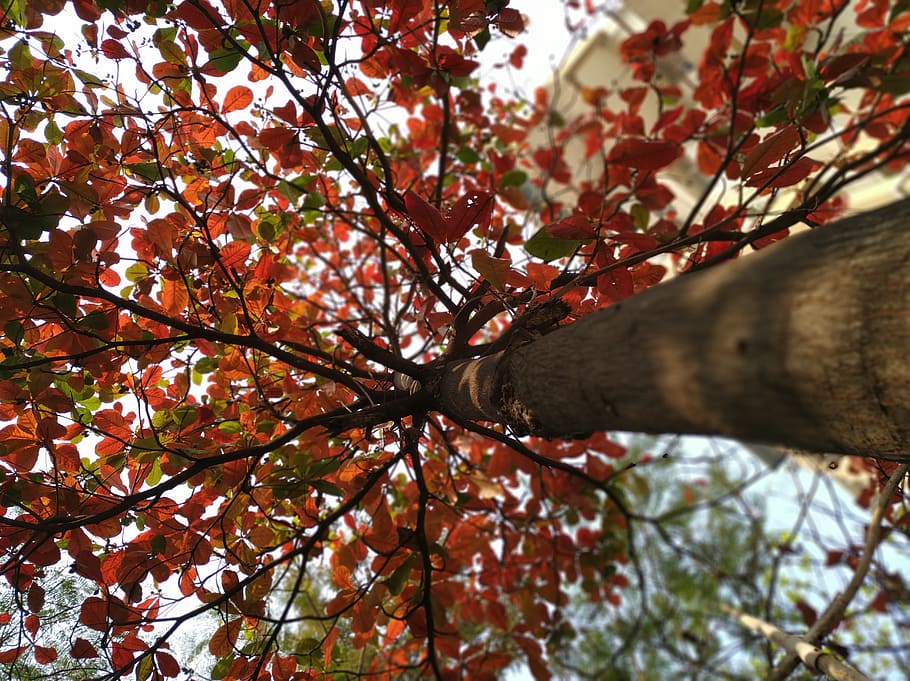 Baum, Pflanze, Blatt, Ahorn, Pune, Indien, f2 hari, Vogel, Tier, Farben, Jahreszeit, Natur, Baumstamm, Ahornblatt, Säugetier, Tierwelt, Hirsch, wirbellos, Cricket-Insekt, Insekt, Ast, Wachstum, Flachwinkelansicht, Herbst, Tag, Schönheit in der Natur, Kofferraum, keine Leute, Veränderung, draußen, Nahansicht, Pflanzenteil, Ruhe, Himmel, Blume, direkt darunter, Baumkrone, 5K
