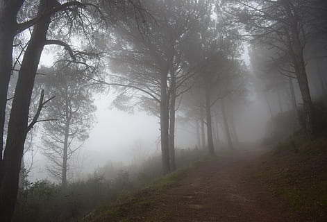 neblig, Waldweg, Pfad., Italien, isola d'elba, Nebel, Baum, Schönheit in der Natur, Land, Ruhe, Wald, Pflanze, Natur, Straße, keine Leute, Umgebung, ruhige Szene, Nicht-städtische Szene, Landschaft, Szenen - Natur, Baumstamm, Kofferraum, Tag, Schotterstraße, draußen, dunstig, 5K, CC0, gemeinfrei, lizenzfrei