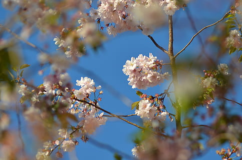 wiosna, wiśnia, drzewo, rozkwit, Kwiat Wiśni, wiśniowe drzewa, ogród, różowy, himmel, piękny, piękno natury, roślina, kwiat, kruchość, roślina kwitnąca, wrażliwość, świeżość, wzrost, selektywne skupienie, kwitnąć, zbliżenie, Natura, dzień, Oddział, żadnych ludzi, niski kąt widzenia, niebo, biały kolor, na dworze, głowa kwiatu, Wiśniowe drzewo, 4K, CC0, domena publiczna, darmowe zdjęcia