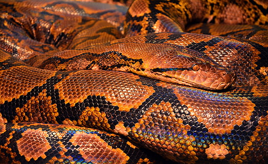 Marrone, nero, serpente, animale, avvicinamento, pitone, natura, rettile, temi animali, fauna selvatica, animali allo stato selvatico, un animale, fotogramma intero, vertebrato, nessuno, parte del corpo animale, sfondi, pelle di animale, modello naturale, lucertola, strutturato, modello, giorno, scala animale, occhio animale, testa di animale, 5K, CC0, dominio pubblico, privo di copyright