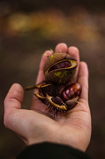 round, brown, seed, left, human, palm, chestnut, hand, human hand, holding, human body part, one person, real people, food and drink, unrecognizable person, finger, close-up, body part, human finger, food, focus on foreground, lifestyles, personal perspective, nut, nut - food, day, human limb, 5K, CC0, public domain, royalty free