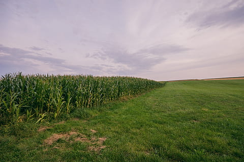 corn, cornfield, germany, grass, countryside, plant, field, beauty in nature, cloud - sky, land, tranquility, green color, sky, tranquil scene, growth, landscape, scenics - nature, environment, no people, nature, day, rural scene, idyllic, agriculture, outdoors, 2K, CC0, public domain, royalty free