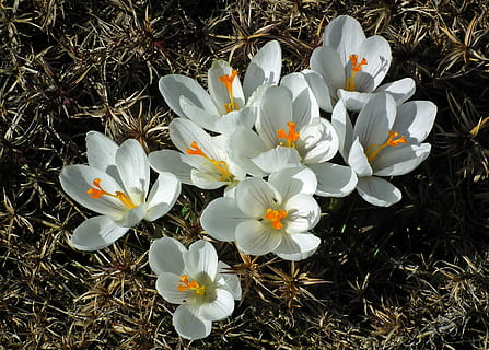 bunga, crocus, putih, musim semi, taman, alam, menanam, tanaman berbunga, kerentanan, kerapuhan, daun bunga, kesegaran, keindahan di alam, pertumbuhan, warna putih, hal berkembang, bidang, kepala bunga, merapatkan, tanah, tidak ada orang, hari, tampilan sudut tinggi, serbuk sari, di luar rumah, 2K, CC0, domain publik, bebas royalti