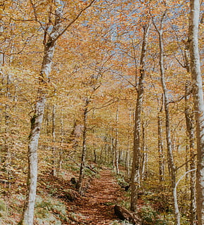 bruinbladig bos, boom, fabriek, Bos, land-, herfst, schoonheid in de natuur, natuur, boomstam, geen mensen, romp, verandering, kalmte, dag, bos-, niet-stedelijke scène, groei, scenics - natuur, rustige scène, buitenshuis, tak, 4K, CC0, publiek domein, royaltyvrij