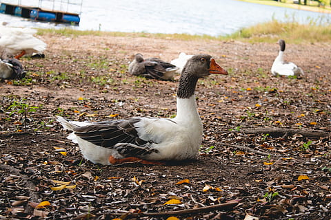 anatra, uccello, animale, vertebrato, temi animali, gruppo di animali, animali allo stato selvatico, fauna selvatica, Oca, terra, natura, giorno, concentrarsi sulle conoscenze acquisite, uccello acquatico, nessuno, acqua, campo, pollame, spiaggia, lago, 4K, CC0, dominio pubblico, privo di copyright