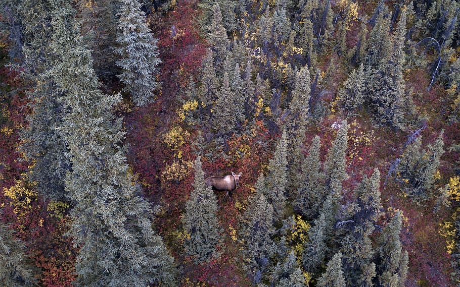 Kiefern, Feld, Pflanze, Baum, abies, Tanne, Nadelbaum, glennallen, Vereinigte Staaten, Ahorn, draußen, Elch, Alaska, Fichte, Blatt, Vegetation, Buchse, Natur, Vogel, Tier, Landschaft, Vollbild, Hintergründe, keine Leute, Tag, Nahansicht, Muster, Wachstum, Wandbau - Funktion, Schönheit in der Natur, texturiert, Tierwelt, mehrfarbig, Tiere in freier Wildbahn, High Angle View, wirbellos, Tierthemen, Marine, 2K