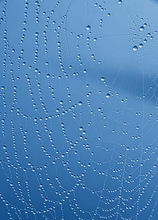 spider web, water droplets, close-up, cobweb, dew, spider's web, spiderweb, trap, waterdrops, web, wet, drop, water, backgrounds, full frame, no people, nature, blue, window, pattern, rain, glass - material, sky, fragility, transparent, day, purity, blue background, raindrop, glass, 5K, CC0, public domain, royalty free