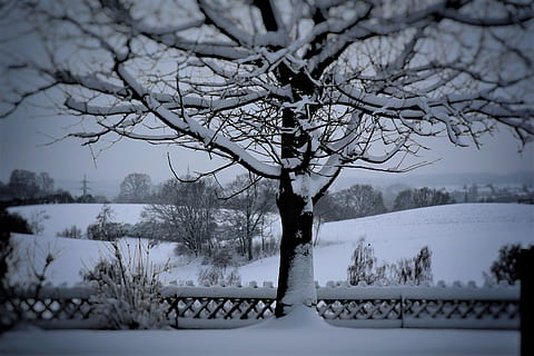 Baum, Landschaft, Winter, kalt, Natur, Himmel, sich ausruhen, Geheimnis, Nebel, Dämmerung, Stimmung, Hügel, Schnee-Eis, eisig, eiskalt, Schnee, kalte Temperatur, kahler Baum, Pflanze, Ast, keine Leute, Schönheit in der Natur, Tag, Ruhe, Szenen - Natur, gefroren, weiße Farbe, Abdeckung, Baumstamm, draußen, Kofferraum, extremes Wetter, schneit, Schneesturm, 4K, CC0, gemeinfrei, lizenzfrei