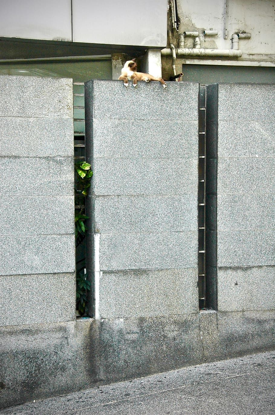 thai cat, perete, arhitectură, construită, montare pe perete, nici o persoana, exteriorul clădirii, zi, tubulatura de țeavă, în aer liber, clădire, metal, fereastră, Siguranță, Securitate, țeavă, un animal, vedere unghiulară joasă, animale tematice, conducte, animal, beton, coloană arhitecturală, 2K