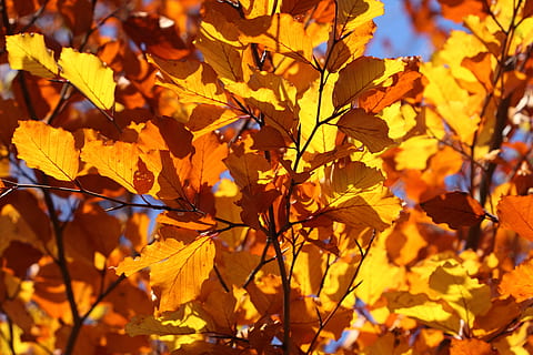 sortir, full, sec, caure, caigut, tardor, naturalesa, part de la planta, canvi, arbre, planta, bellesa a la natura, cap gent, branca, fulla d'auró, groc, dia, llum solar, fulles, fons, color taronja, primer pla, creixement, a l'aire lliure, arbre d'auró, condició natural, col·lecció de tardor, 4K, CC0, domini públic, lliure de regalies