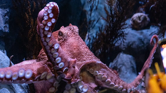 brauner Krake, Tier, Tintenfisch, wirbellos, Leben im Meer, Eidechse, Reptil, Seeanemone, Wasser-, Wasser, Schwammtier, Seestern, Farbstoff, Lebensmittel, Hummer, Meeresfrüchte, Skorpion, Heilbutt, Flunder, Fisch, Kieselstein, Tierthemen, Meer, Tierwelt, Tiere in freier Wildbahn, Marine, unter wasser, ein Tier, Tiere in Gefangenschaft, Natur, Panzer, Aquarium, Wirbeltier, keine Leute, unterseeisch, draußen, 5K, CC0, gemeinfrei, lizenzfrei