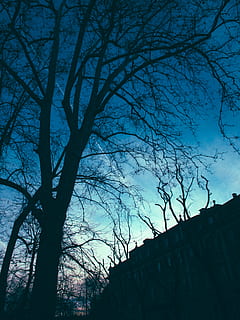 nua, arbre, edifici, retroil·luminat, branques, misteriós, cel, silueta, arquitectura, vista d’angle baix, arbre nu, estructura construïda, cap gent, branca, exterior de l'edifici, naturalesa, planta, vespre, núvol - cel, a l'aire lliure, posta de sol, bellesa a la natura, blau, fantasmal, 4K, CC0, domini públic, lliure de regalies