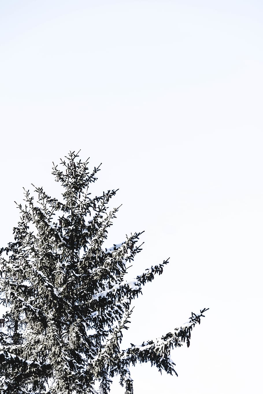 arbre de fulles verdes, arbre, planta, avet, abies, suïssa, pi, montana, conífera, blanc, naturalesa, llum, fons, fons de pantalla, gel, congelat, neu, fred, hd, hivern, cel, vista d’angle baix, còpia espai, creixement, cel clar, tranquil·litat, bellesa a la natura, cap gent, dia, a l'aire lliure, escena tranquil·la, branca, silueta, temperatura de fred, arbre d’arbre, arbre de coníferes, 5K