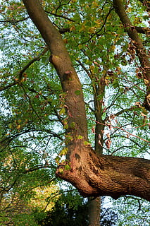 arbre, branca, fulles, maple, tardor, escorça d'arbre, escorça, naturalesa, creixement, branques, obliqua, imatge de fons, inusual, verd, groc, fullatge de tardor, llum solar, il·luminació, fusta, dosser, planta, tronc de l'arbre, tronc, cap gent, vista d’angle baix, dia, bosc, temes d'animals, animal, un animal, bellesa a la natura, a l'aire lliure, terra, fauna animal, tranquil·litat, animals a la natura, 4K, CC0, domini públic, lliure de regalies