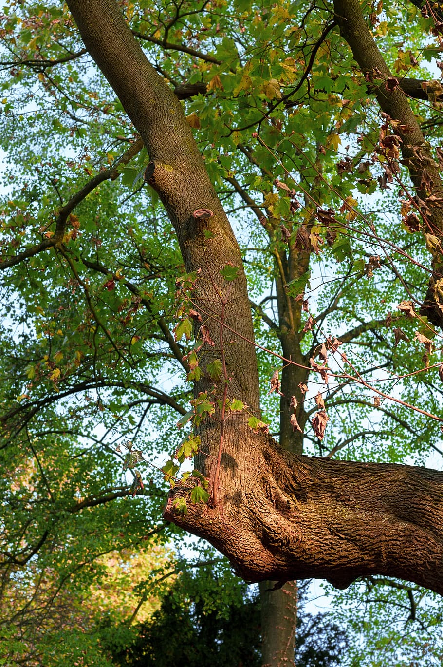 arbre, branca, fulles, maple, tardor, escorça d'arbre, escorça, naturalesa, creixement, branques, obliqua, imatge de fons, inusual, verd, groc, fullatge de tardor, llum solar, il·luminació, fusta, dosser, planta, tronc de l'arbre, tronc, cap gent, vista d’angle baix, dia, bosc, temes d'animals, animal, un animal, bellesa a la natura, a l'aire lliure, terra, fauna animal, tranquil·litat, animals a la natura, 4K