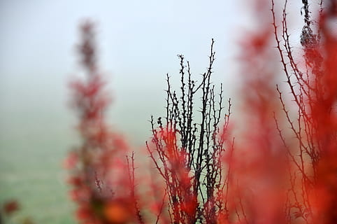 flores vermelhas, plantar, árvore, natureza, grama, Flor, rebarba, Espinho, outonal, outono, cor, natural, arbusto, ramo, galho, farpa, fechar-se, vermelho, bérberis, ninguém, foco seletivo, crescimento, dia, beleza na natureza, tranquilidade, focar em primeiro plano, ao ar livre, céu, caule vegetal, cor rosa, meio Ambiente, fumaça - estrutura física, poluição, 4K, CC0, domínio público, royalty free