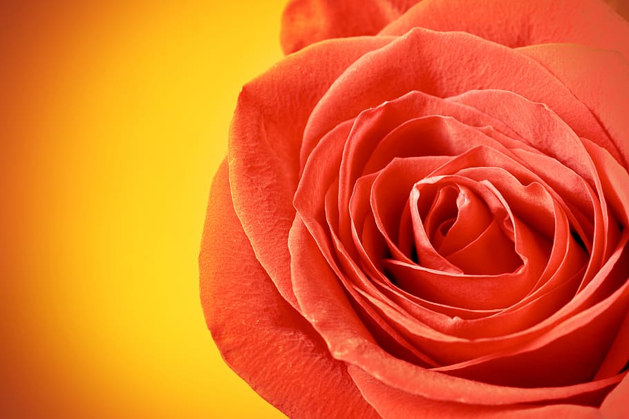 rosa, vermell, tija, fons, , decoració, concepte, primer pla, verd, floral, pètal, dia, aroma, símbol, celebració, llum, regal, jardineria, amor, macro, elegant, textura, jardí, color, Sant Valentí, romanç, solter, brot, natural, coquetejar, primavera, passió, aniversari, flor, full, festa, estiu, esdeveniment, fragilitat, objecte, planta, bellesa, romàntic, bonic, fresc, naturalesa, patró, perfecció, planta amb flors, bellesa a la natura, flor de roses, vulnerabilitat, frescor, cap de flor, inflorescència, cap gent, marc complet, a l'aire lliure, emoció positiva, suavitat, dia de Sant Valentí: vacances, 4K