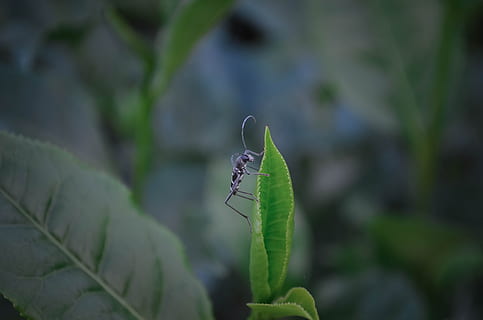 el bicho, Árbol de té, insecto, naturaleza, invertebrado, animales en la naturaleza, un animal, fauna animal, temas de animales, animal, color verde, parte de la planta, hoja, centrarse en primer plano, de cerca, planta, día, crecimiento, nadie, belleza en la naturaleza, enfoque selectivo, al aire libre, ala animal, 4K, CC0, dominio público, libre de derechos